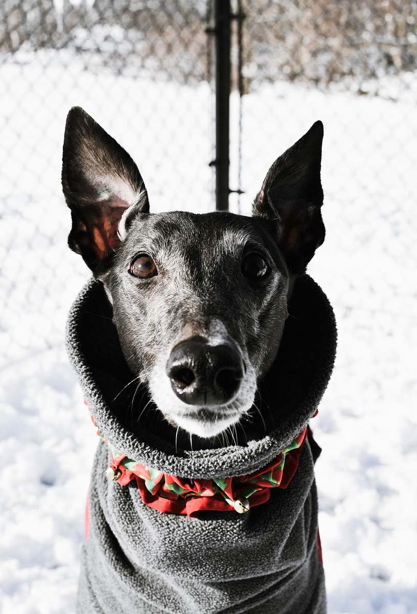 united states black and white dog wearing grey top standing near wire fence black